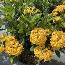 Ixora Yellow | Extra Large 3 Gallon Plants | Ixora chinensis | Bright Garden Highlight | Sun|Loving Tropical Shrub