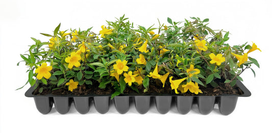 Carolina Jasmine | Live Plants | Gelsemium sempervirens | Fast|Growing Flowering Vine for Trellises & Fences | Climbing Landscape Plants
