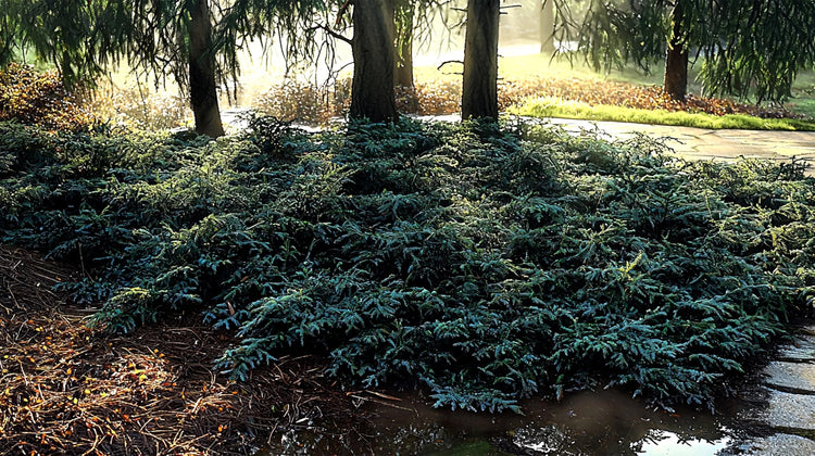 Blue Rug Juniper | Extra Large 3 Gallon Plants | Live Ground Cover Evergreen Shrubs for Landscaping, Garden, Slope Control - Drought Tolerant, Low Maintenance