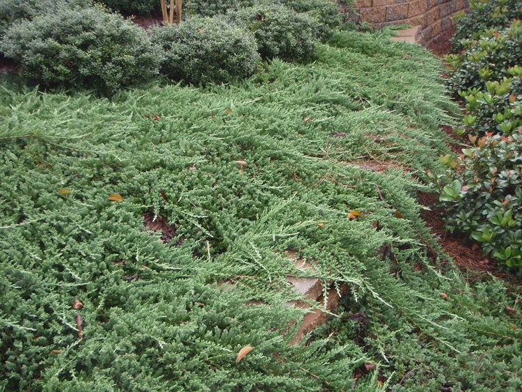 Juniper Bar Harbor | Live Gallon Size Plants | Juniperus Horizontalis | Drought Tolerant Cold Hardy Evergreen Groundcover