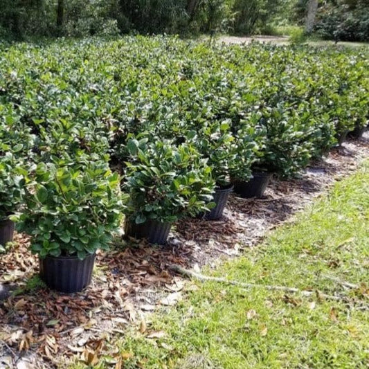 Viburnum Suspensum | Extra Large 3 Gallon Plants | Sandankwa Viburnum | Dense Evergreen Hedge | Year|Round Greenery