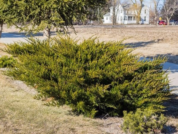 Seagreen Juniper | Extra Large 3 Gallon Plants | Elegant & Hardy Evergreen Shrub, Perfect for Ground Cover, Landscaping, Topiary & Bonsai, Vibrant Foliage for Garden & Outdoor Spaces