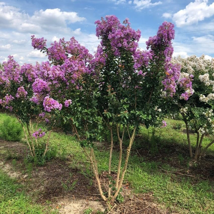 Catawba Crape Myrtle Rich Purple Blooms | Live Plants | Drought & Heat Tolerant, Ideal for Year|Round Garden Beauty