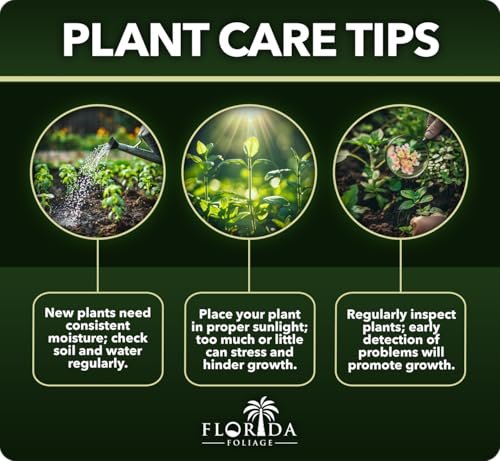 Big Blue Lilyturf | Live Plants | Liriope muscari ëBig Blueí | Flowering Ground Cover for Landscaping | Low|Maintenance Ornamental Grass