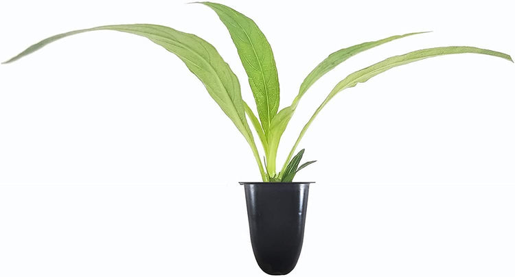 Katie's Dwarf Mexican Petunia Purple | Live Plants | Ruellia brittoniana | Compact Flowering Perennial | Low Growing Pollinator Favorite for Walkways Borders Containers Landscaping