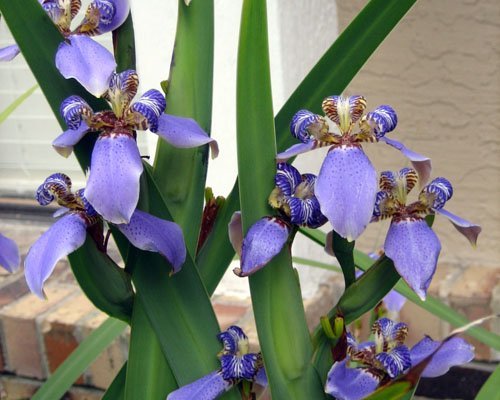Walking Iris Apostle Plant | Extra Large 3 Gallon Plant | Neomarica gracilis | Tropical Foliage | Easy Care Perennial