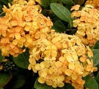 Ixora Yellow | Extra Large 3 Gallon Plants | Ixora chinensis | Bright Garden Highlight | Sun|Loving Tropical Shrub