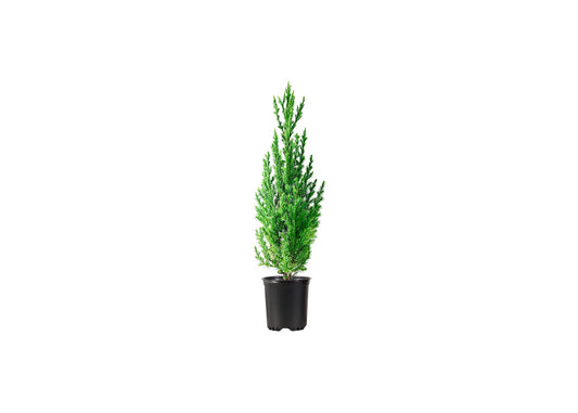 Spiny Greek Juniper | Live 4 Inch Pots | Juniperus Chinensis | Drought Tolerant Cold Hardy Evergreen Screening Plants