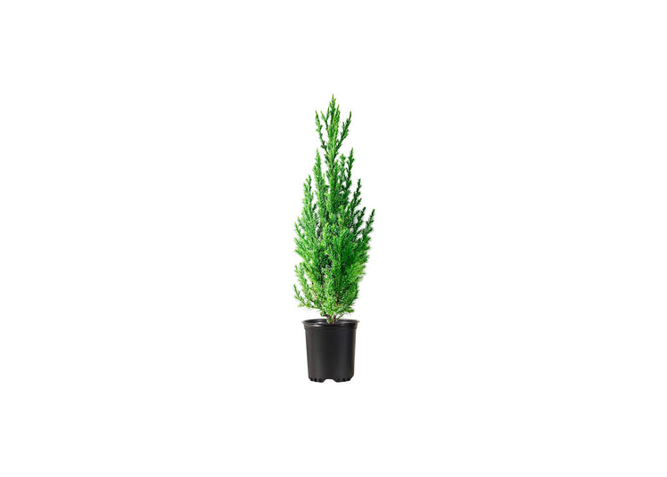 Spiny Greek Juniper | Live 4 Inch Pots | Juniperus Chinensis | Drought Tolerant Cold Hardy Evergreen Screening Plants