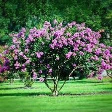 Crape Myrtle Catawba | Extra Large 3 Gallon Plants I Purple Flowering Lavender|Purple Summer Blooms, Drought|Resistant Live Tree