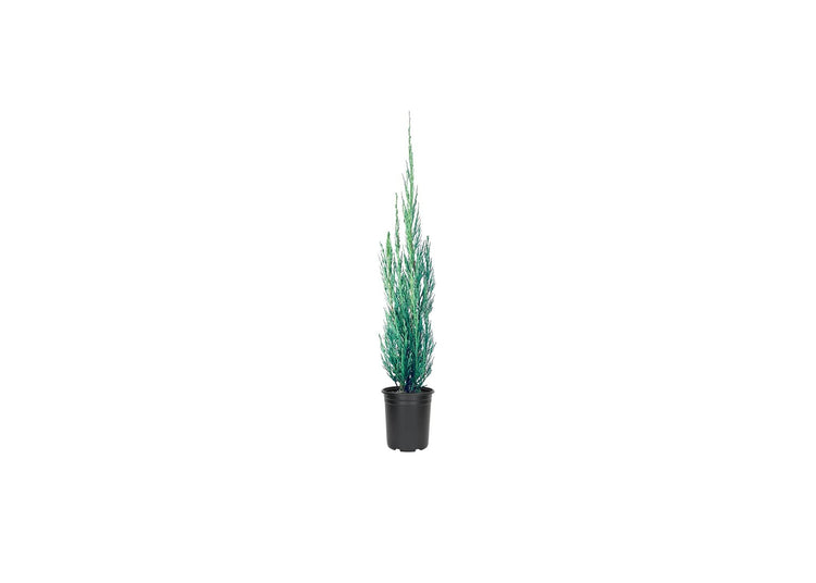 Skyrocket Juniper | Live 4 Inch Pots | Juniperus Scopulorum | Formal Upright Evergreen Tree
