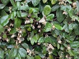Elaeagnus Ebbingei | 1 Extra Large 3 Gallon Plant | Elaeagnus x ebbingei | Lustrous Foliage | Fast-Growing Hedge