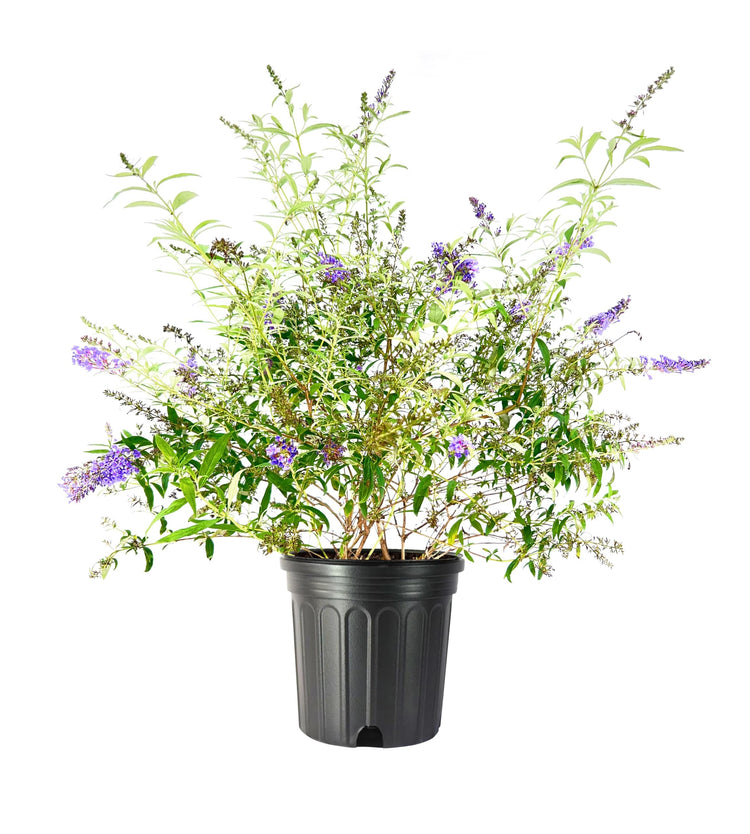 Buddleia Nanho Blue | Extra Large 3 Gallon Plants | Fragrant & Compact Butterfly Bush, Ideal for Vibrant Landscapes, Attractive Borders & Butterfly Gardens, Drought Tolerant