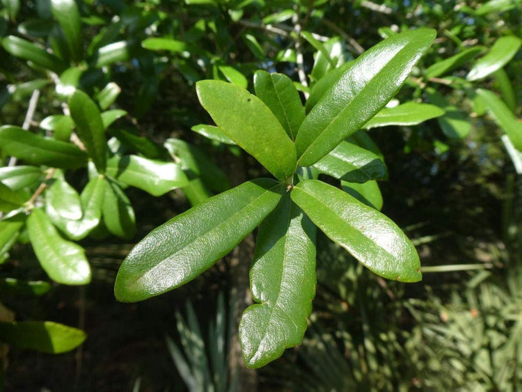 Laurel Oak Tree | Quercus Laurifolia Swamp Oak | Live Plants | Semi|Evergreen Deciduous Shade Tree