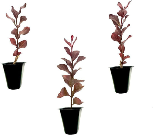 Crape Myrtle Pink Velour | Live Plants | Lush Magenta|Pink Blooms, Live Plant, Elegant Ornamental Shrub for Distinctive Garden Accents