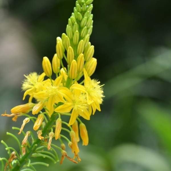 Bulbine Yellow | Live Gallon Size Plant | Bright Yellow Flowering Succulent, Live Plant, Perfect for Sunny Gardens, Drought|Tolerant Landscape Addition