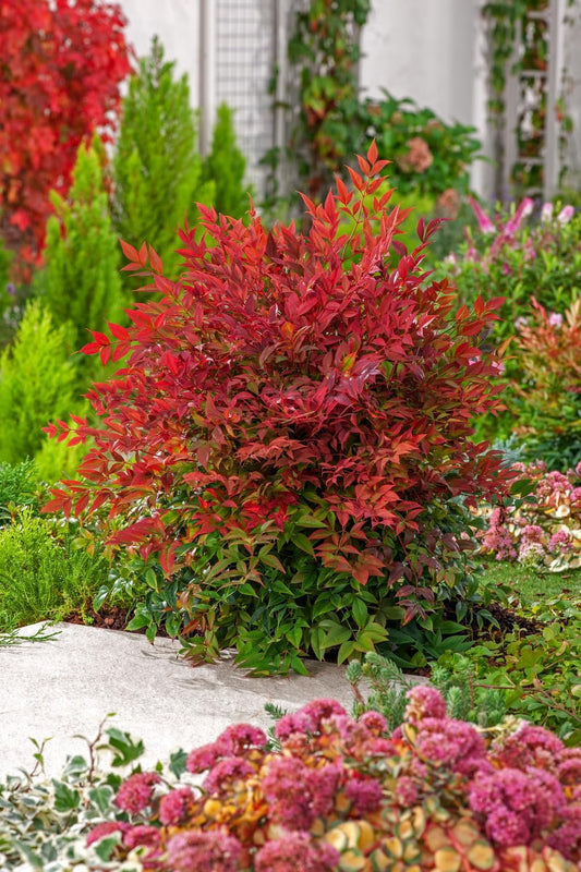 Nandina Domestica | Extra Large 3 Gallon Plants | Heavenly Bamboo | Vibrant Year|Round Color | Low Maintenance