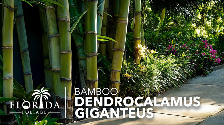 Dendrocalamus Giganteus Bamboo | Large Gallon Size Plants | Fast|Growing Privacy Screen | Giant Live Outdoor Greenery | Sustainable Garden Solution