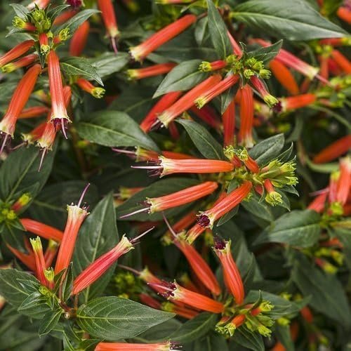 Firecracker Plant I Live Plants I Russelia Equisetiformis I Vibrant Red Tubular Flowers, Hummingbird Attracting, Heat|Tolerant, Perfect for Borders and Containers