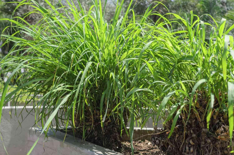 Cymbopogon Nardus Citronella Grass | Live Plants | Perfect for Outdoor Gardens and Patio Decor, Easy|to|Grow Aromatic Plant
