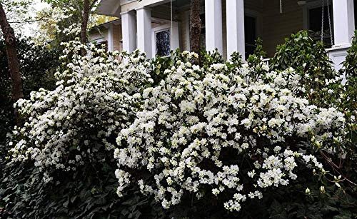 Azalea GG Gerbing | Live Plants | White Flowering Rhododendron