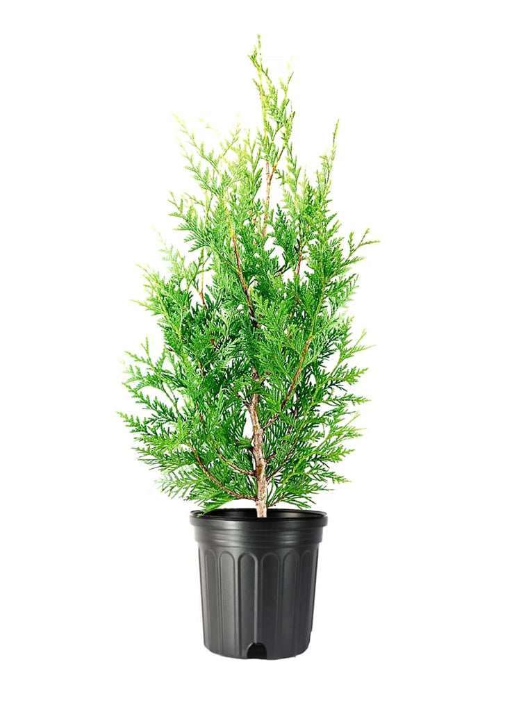 Green Giant Arborvitae | Live Gallon Tree | Thuja Plicata | Evergreen Privacy Screening Plants