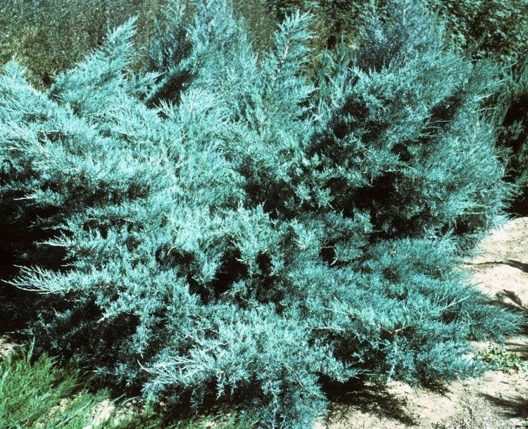 Blue Pfitzer Juniper | Live Plants | Juniperus Chinensis | Drought Tolerant Cold Hardy Evergreen Ground Cover