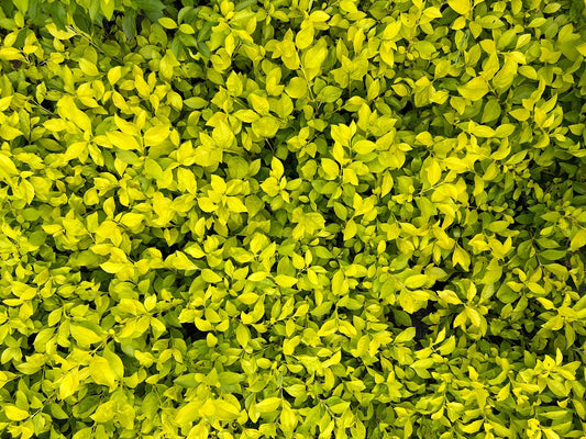 Duranta Gold Mound | Live Quart Size Plants | Duranta Erecta 'Gold Mound' | Vibrant Foliage | Landscape Accent Shrub Hedge