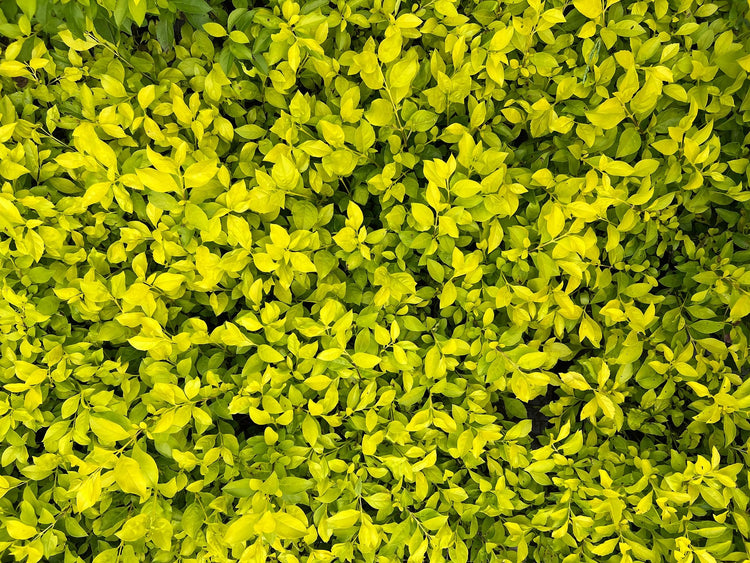Duranta Gold Mound | Live Quart Size Plants | Duranta Erecta 'Gold Mound' | Vibrant Foliage | Landscape Accent Shrub Hedge