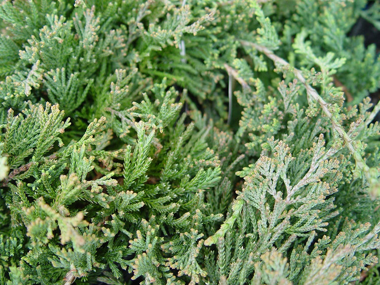Juniper Bar Harbor | Live Plants | Juniperus Horizontalis | Drought Tolerant Cold Hardy Evergreen Ground Cover