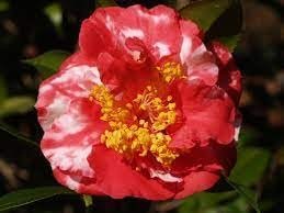 Camellia Japonica Laura Walker I Extra Large 3 Gallon Plant I Red & White Variegated Leaf Deep Red & White Striped Blooms, Live Plant for Home & Garden