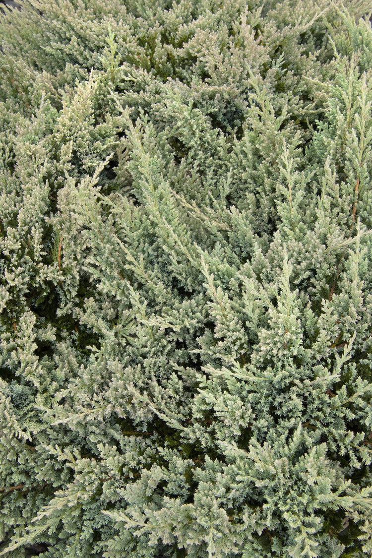Juniper Blue Chip | Live Plants | Juniperus Horizontalis | Drought Tolerant Cold Hardy Evergreen Ground Cover