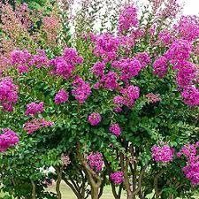Crape Myrtle Catawba | Extra Large 3 Gallon Plants I Purple Flowering Lavender|Purple Summer Blooms, Drought|Resistant Live Tree