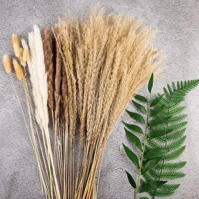 Dwarf Pampas Grass | Live Plants | Cortaderia Selloana Pumila | Compact Low Maintenance Drought Tolerant Ornamental Grass
