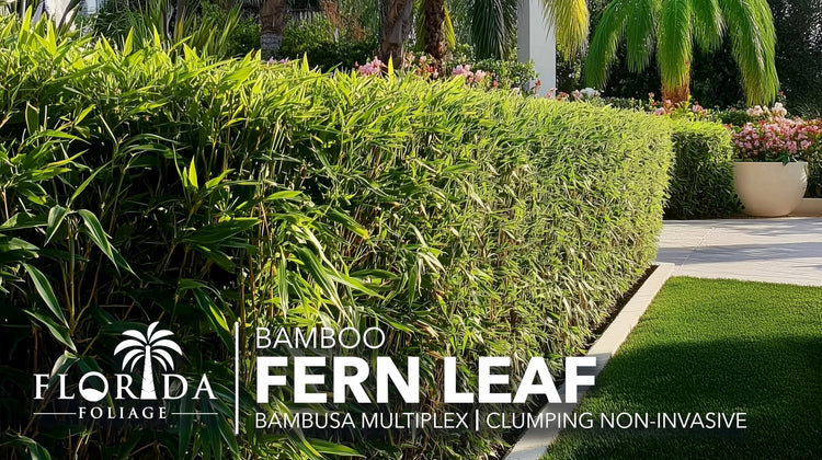 Fern Leaf Bamboo | Live Plants | Bambusa Multiplex | 6 Inch Pot | Non|invasive Clumping Privacy Hedge