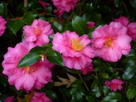 Camellia Sasanqua Shi|Shi I Extra Large 3 Gallon Plants | Pink Flowering Live Plant for Outdoor & Indoor Gardens, Compact Elegant Flowering Shrub for Vibrant Landscaping