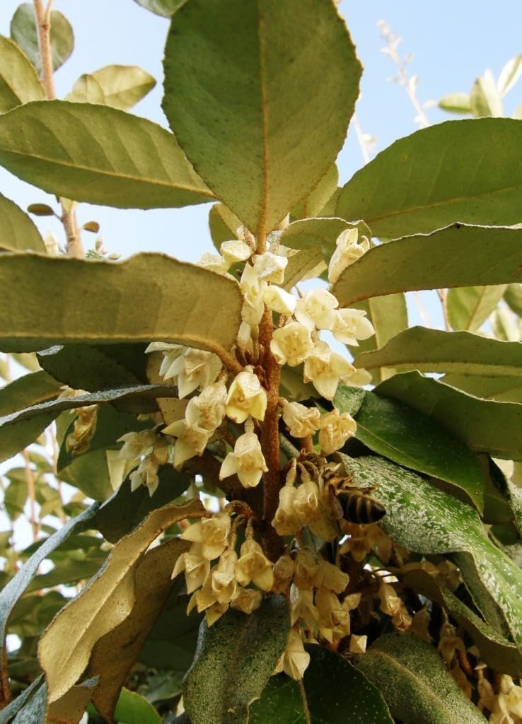 Elaeagnus Ebbingei | 1 Extra Large 3 Gallon Plant | Elaeagnus x ebbingei | Lustrous Foliage | Fast-Growing Hedge