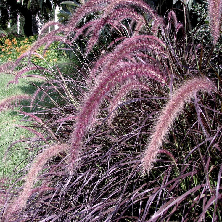 Red Fountain Grass | Extra Large 3 Gallon Plant | Pennisetum Setaceum Rubrum | Vibrant Landscape Feature | Striking Color Contrast | Full Sun Perennial Ornamental Grass