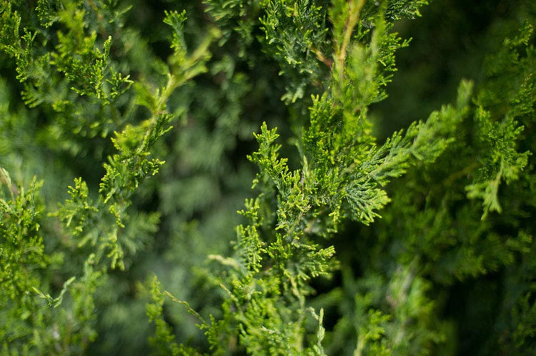 Spartan Juniper | Juniperus Chinensis | Live 4 inch Container Trees | Evergreen Privacy Screening Plants