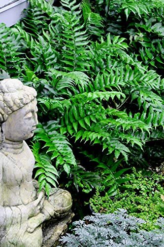 Japanese Holly Fern | Live Plants | Cyrtomium Falcatum Rochfordianum