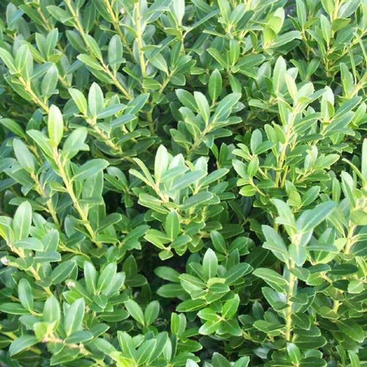 Hoogendoorn Holly Shrub I Large Gallon Size Plant I Ilex Crenata | Lustrous Evergreen for Hedging, Privacy Screens, and Decorative Accents