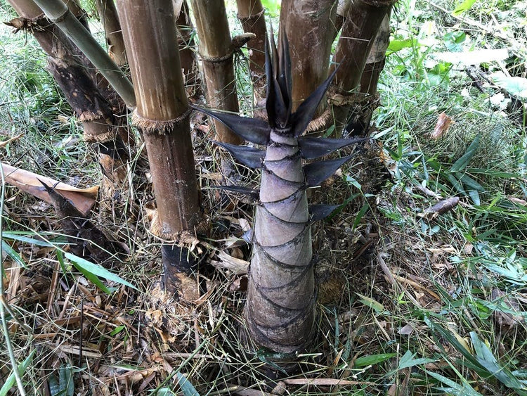 Dendrocalamus Asper Bamboo | Live Plant | Fast|Growing Giant Bamboo | Ideal for Indoor/Outdoor Green Spaces, Landscaping & Eco|Friendly Decor | Also Known As Dragon or Rough Bamboo