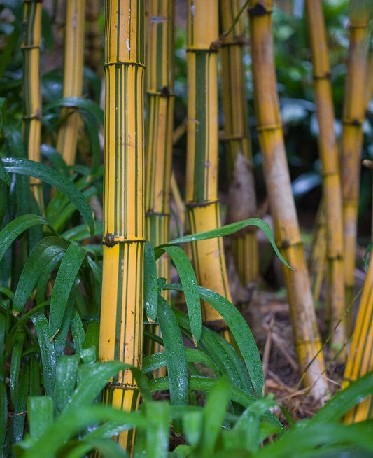 Bambusa Vulgaris Vittata | Live Plant | Golden Hawaiian Bamboo | Beautiful Rare Unique Specimen | Non|Invasive Clumping Bamboo Privacy Screen