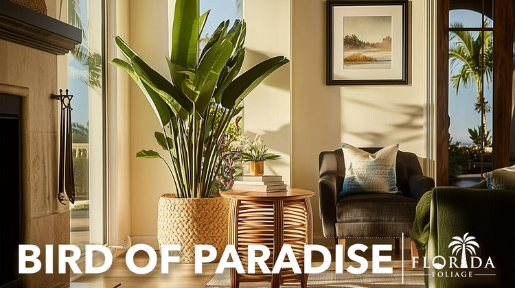 Orange Bird of Paradise | Strelitzia Reginae | Live Plants | Tropical Perennial Blooming Specimen