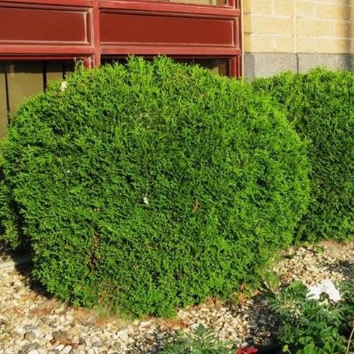 Arborvitae Little Giant | Extra Large 3 Gallon Plant | Compact & Dense Evergreen, Ideal for Small Spaces, Borders & Landscape Accents, Hardy, Low|Maintenance