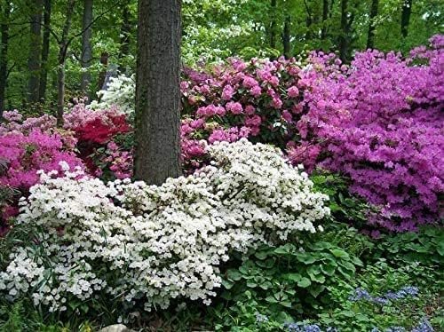 Azalea Vivid | 3 Live Plants | Red Flowering Rhododendron Blooming Shrubs