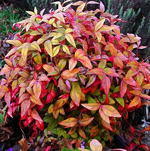 Firepower Heavenly Bamboo | 50 Live Plants | Nandina Domestica
