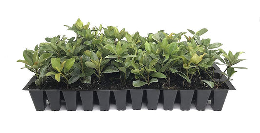 Indian Hawthorn | Live Plants | Rhaphiolepis Indica Alba | Flowering Evergreen Shrub