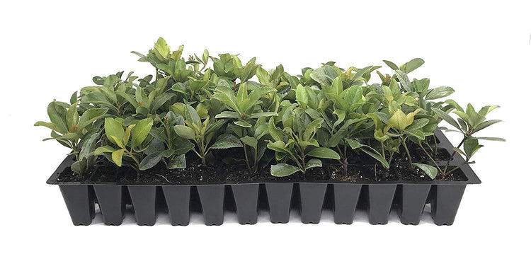 Indian Hawthorn | Live Plants | Rhaphiolepis Indica Alba | Flowering Evergreen Shrub