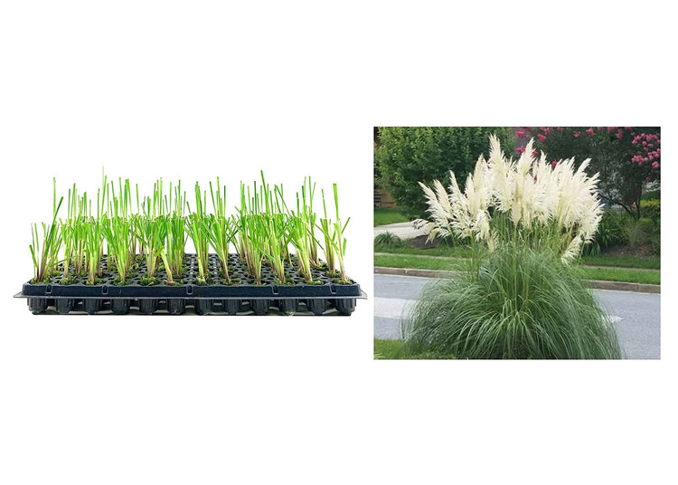 Pampas Grass Blue Bayou | Live Plants | Cortaderia Selloana | Dwarf Low Maintenance Drought Tolerant Ornamental Grass